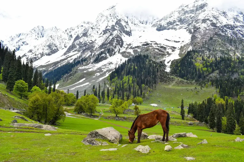 Sonmarg Kashmir valley tour destination with glacier and mountains